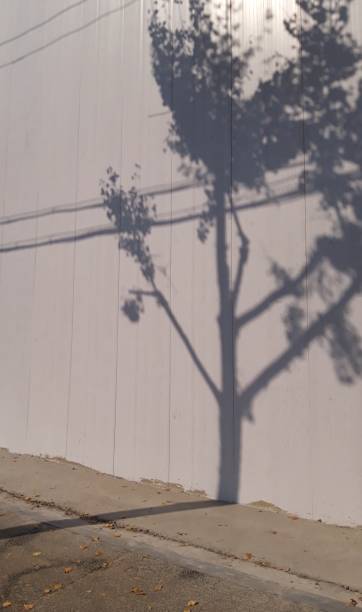 istock A tree grows on the wall of the street. 1185832431