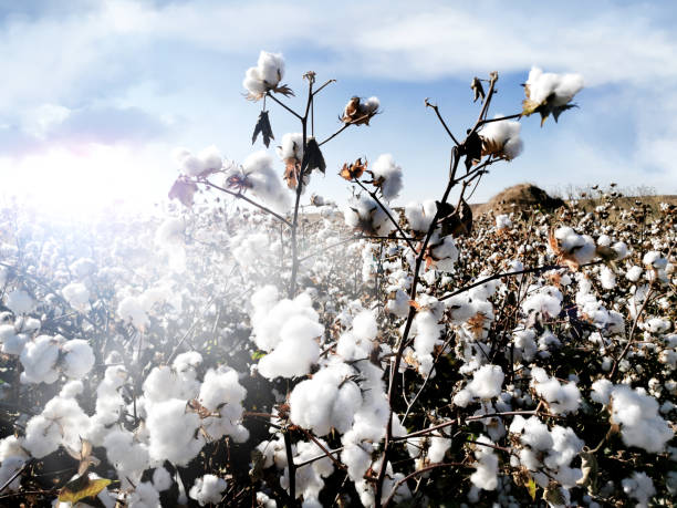 istock White ripe cotton in the bright white sunshine 1185832578