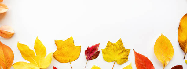 istock Web banner with yellow and red leaves on white background. Seasonal composition, fall, thanksgiving day, herbarium concept. mockup, template, overhead 1185832595