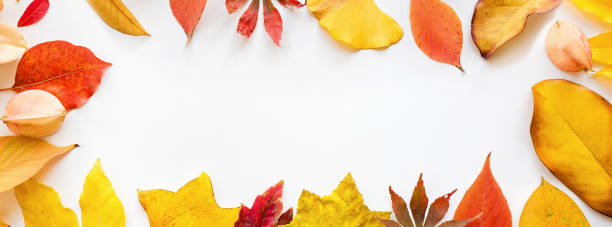 istock Web banner with yellow and red leaves on white background. Seasonal composition, fall, thanksgiving day, herbarium concept. mockup, template, overhead 1185832654
