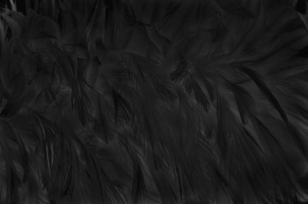 istock Blur beautiful black grey bird feathers pattern for background and design art work. 1185832800