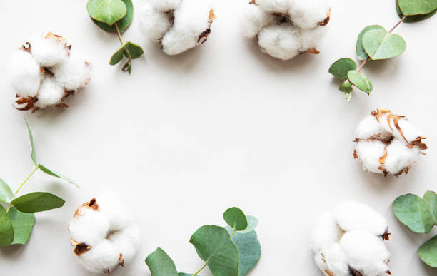 istock Cotton flowers and eucalyptus 1185834617
