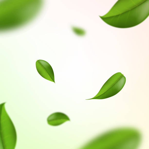 istock Vector 3d illustration of green tea leaves on a white background. Element for design of tea products 1185834893