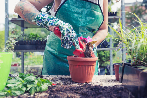 istock Small business, flower garden 1185838104