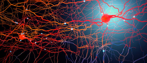 istock Signal transmitting neurons or nerve cells- 3d illustration 1185838436