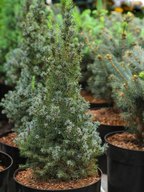 istock christmas tree in a black pot. 1185838495