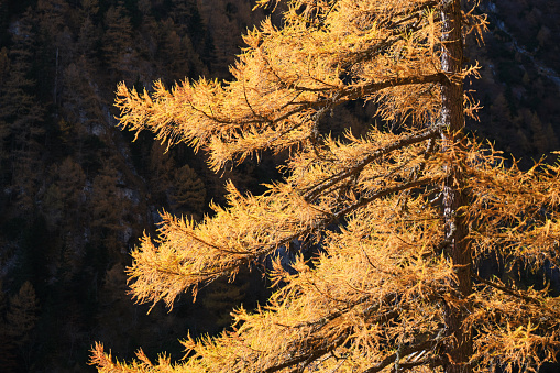 European larch (Larix decidua) yellow branches, sun lit in Bucegi moutnains (Carpathians), Romania, late autumn.