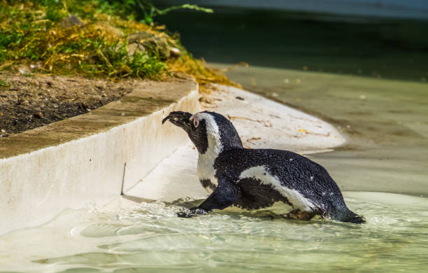 pinguino de pies negros nadando a la costa, pájaro sin vuelo de africa, especie de animales en peligro de extinción - jackass penguin penguin zoo swimming animal fotografías e imágenes de stock