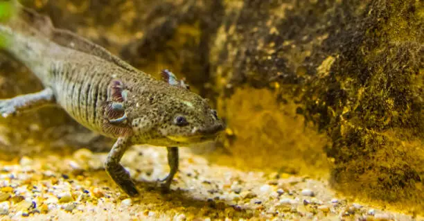 Photo of closeup of a grey axolotl, mexican walking fish, tropical underwater amphibian from mexico, critically endangered animal specie