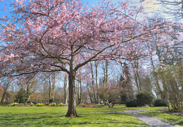 istock beautiful pink ornamental cherry tree blooming in spring in a park 1185840137