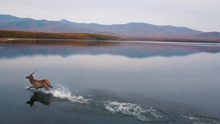 Red deer beautifully ran along smooth water with splashes in the wild in autumn.