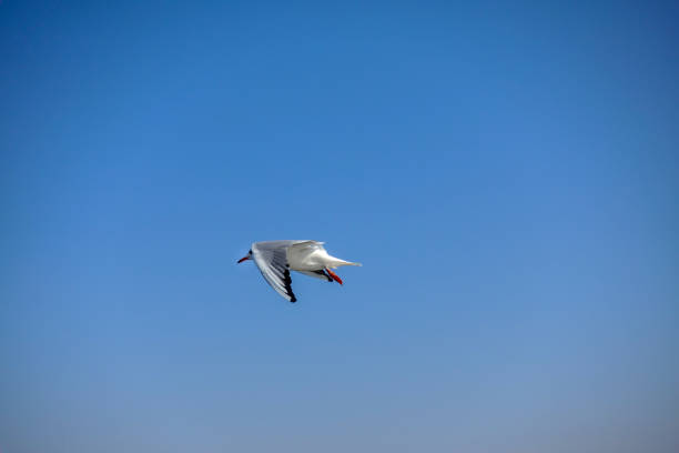 istock Seagull flying in blue sky 1185841139