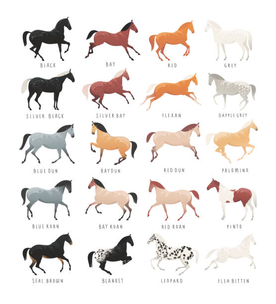 Common horse coat colours Common horse coat colours such as black and bay, silver gene horse and dapple grey horse, roan and dun coat horse and others horse color stock illustrations