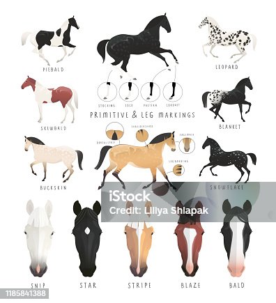 54,561 Horse Color Stock Photos, Pictures & Royalty-Free Images ...