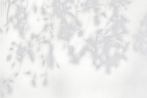 istock Shadows from foliage on a plastered wall 1185841435