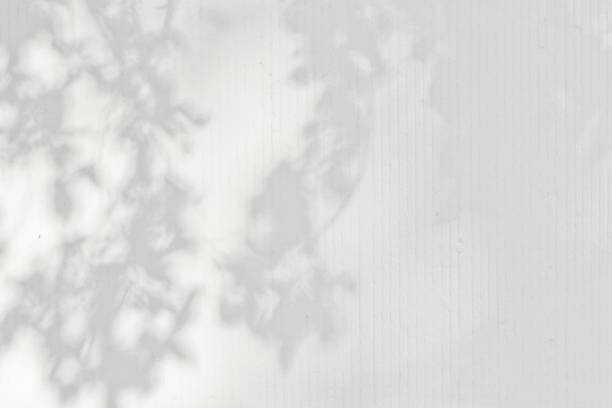 istock Shadows from foliage on a plastered wall 1185841440