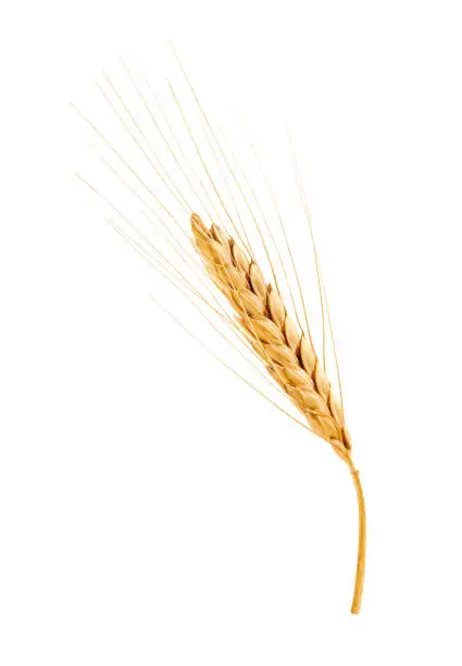 Golden ear of barley