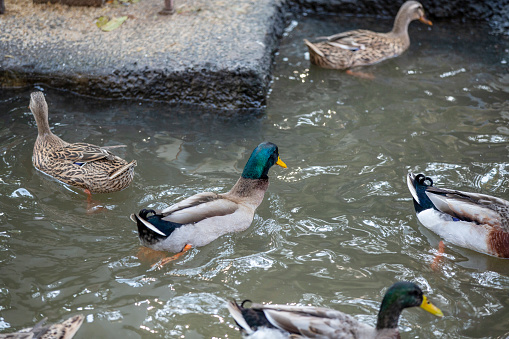 Mallard duck on the lake