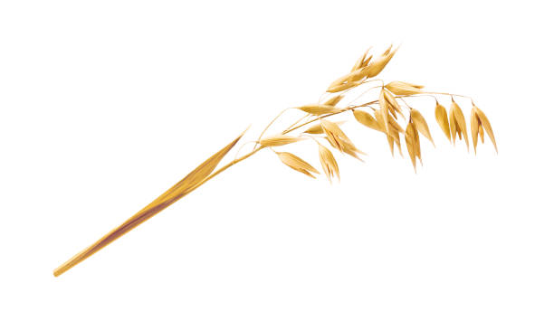 oat - aveia imagens e fotografias de stock