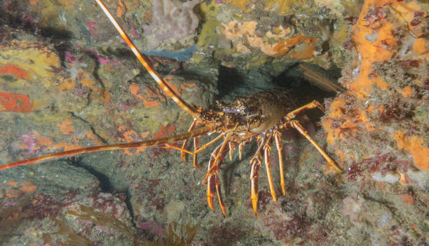 A Crawfish, or European Spiny Lobster on an underwater reef stock photo