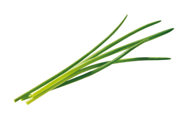 chives - chive herb isolated freshness 뉴스 사진 이미지