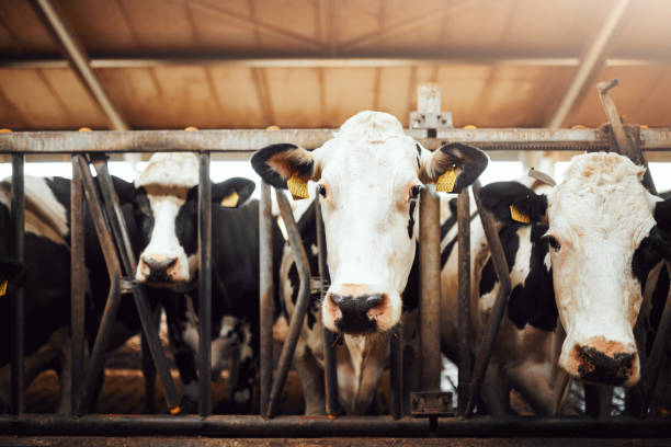 istock Old Mcdonald's cows have nothing on us 1185843534