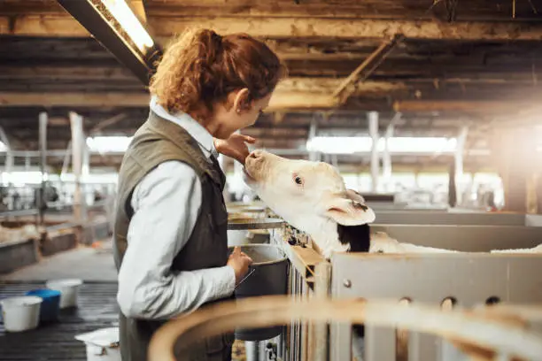 Shot of a young woman feeding a calf at a dairy farm