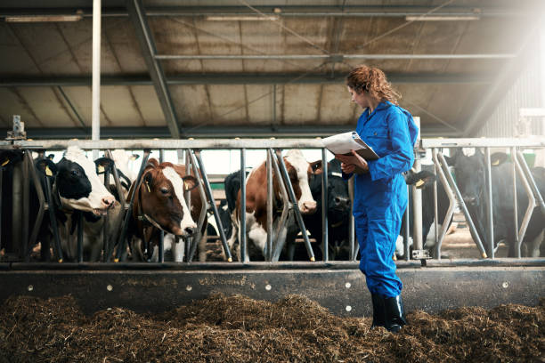 To farm cattle, you need to understand them