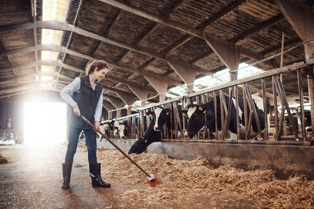 istock Hungry cows need lots of hay 1185843567
