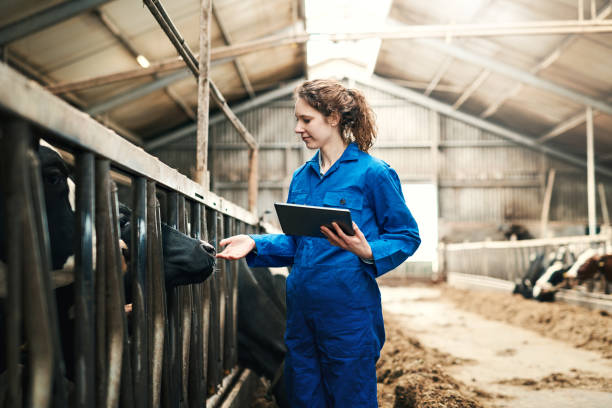 Farmers do it digitally these days Shot of a young woman using a digital tablet while working at a cow farm dairy farm photos stock pictures, royalty-free photos & images
