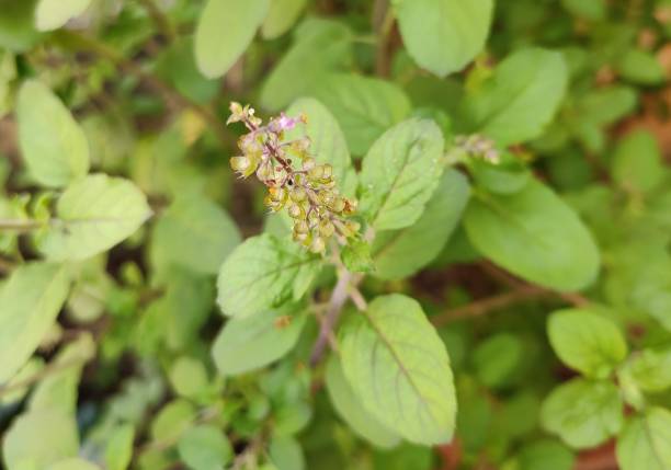 istock Tulsi plant 1185843833