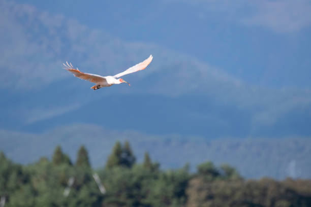 Japanese crested ibis flying in Sado Island Japanese crested ibis flying in Sado Island Sado stock pictures, royalty-free photos & images