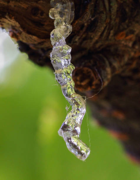 istock Leaking white long translucent resin, sunny summer day.Organic life concept 1185844185