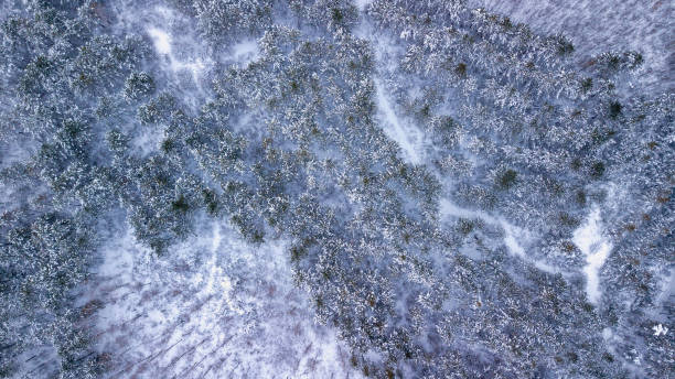 istock Top down view of the forest in winter. 1185844818