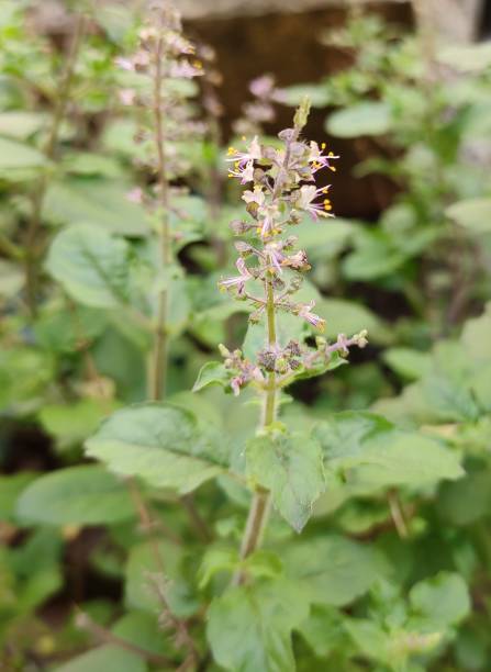 istock Tulsi flowers 1185845104