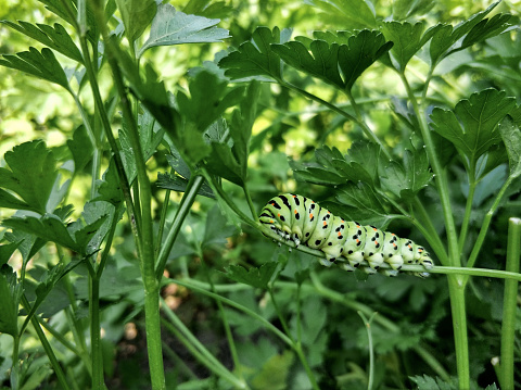 Swallowtail caterpillar. Latin name papilio machaon green with black stripes and red spots. Crawling on a parsley.