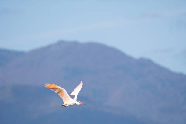 ibis à crête japonaise volant dans l'île de sado - niiagata photos et images de collection