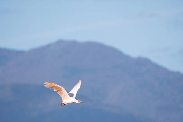 Japanese crested ibis flying in Sado Island stock photo