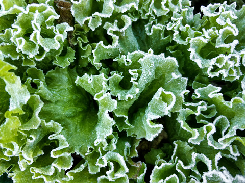 Close-up of green lettuce leaves in the frost. Cold temperatures. Autumn morning.