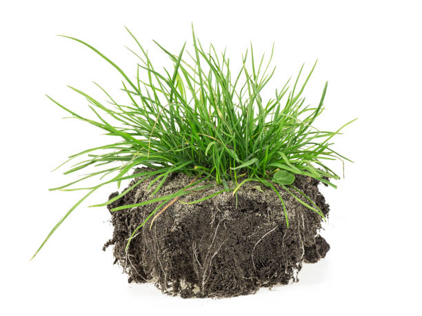 istock Green grass isolated against a white background 1185846544