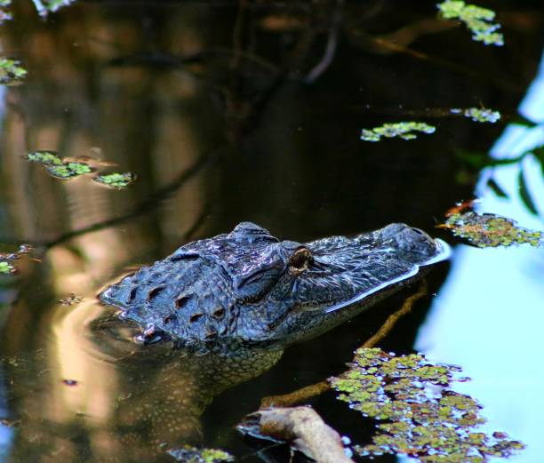 istock Alligator in the Florida Wetlands 1185846685