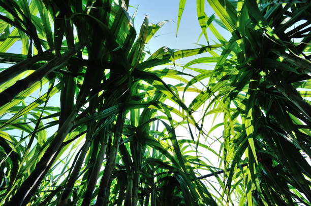 istock Sugarcane plants growing at field 1185846787