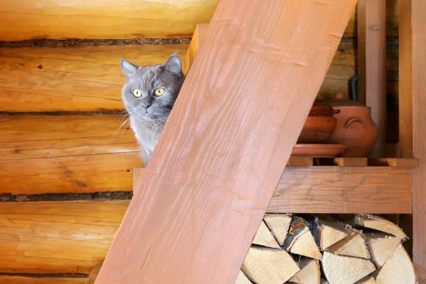 istock Portrait of a gray cat. 1185846809