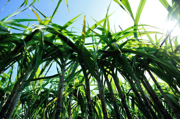 istock Sugarcane plants growing at field 1185846892