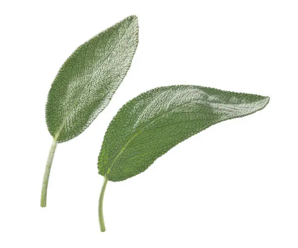 Fresh green sage leaves