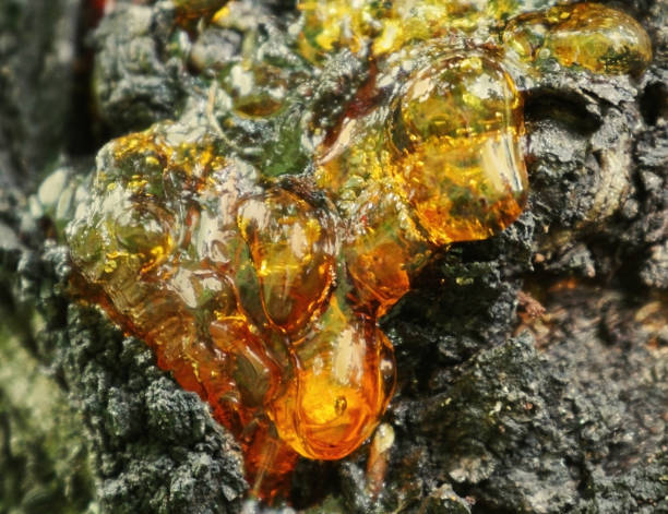 istock Natural resin on apricot tree 1185847809