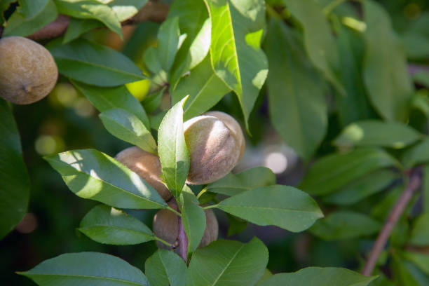istock Small peaches on a tree branch on sunny summer day 1185847851