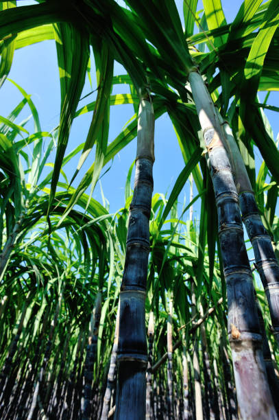 istock Sugarcane plants growing at field 1185847956