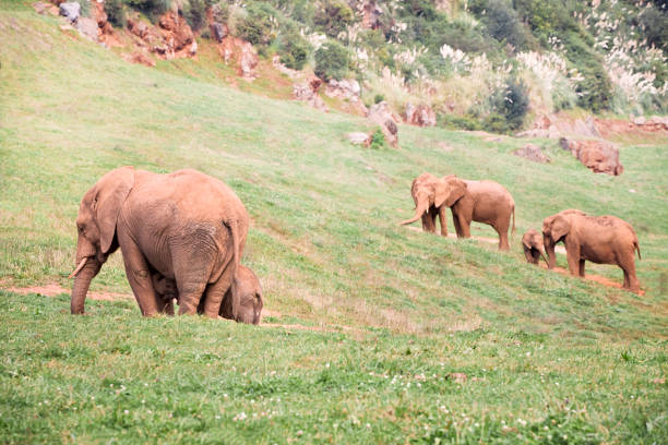 istock elephant calf with its mother in a green meadow 1185848190