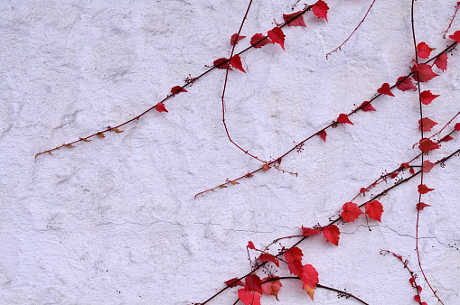 climbing vine with red leaves at plastered wall in autumn